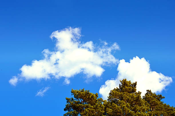 Tops of tree pine in sky with clouds