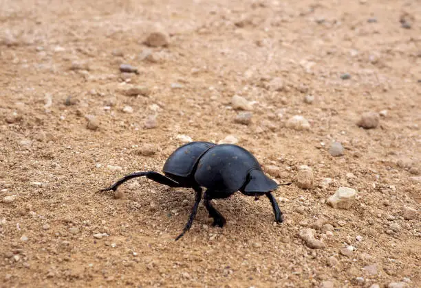 The flightless dung beetle in South Africa