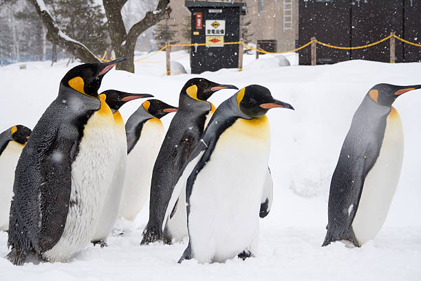 Penguins stock photo