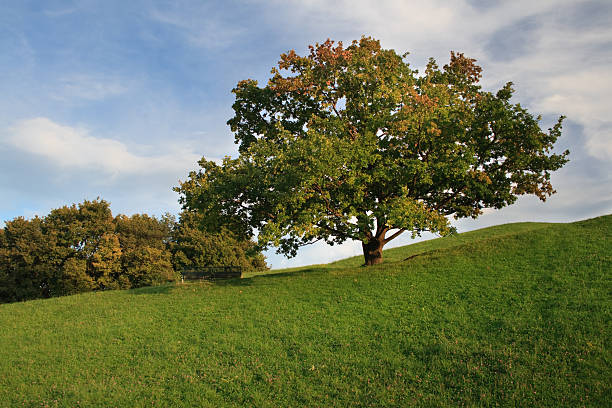 Autumn Tree Olympiapark stock photo