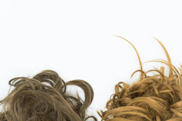 istock Curly brown and blond hair isolated on white. Top copy space. 1045224488