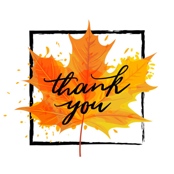 Vector illustration, Thank you card design Vector illustration, Autumn maple leaf with Thank you custom lettering. Thanksgiving day card design. thank-you-gold-greeting-card stock illustrations