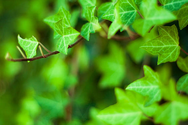 fresh and green ivy stock photo