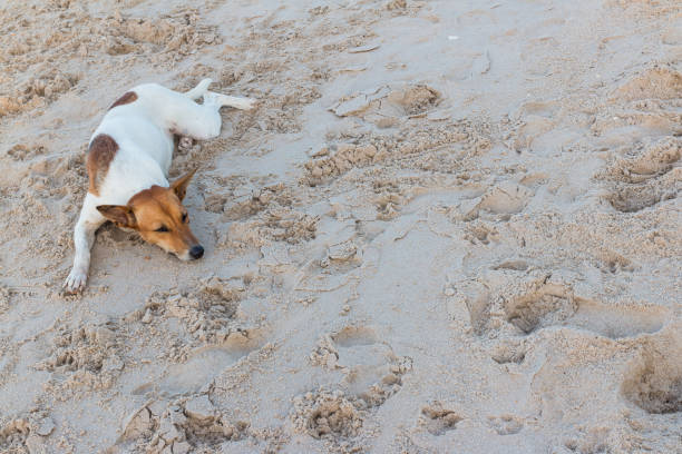 istock dog sleeping, relaxing on the sand 1045225576