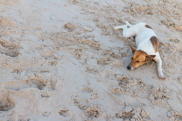 istock dog sleeping, relaxing on the sand 1045225606