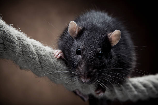 Rat Funny rat on a rope  rat photos stock pictures, royalty-free photos & images