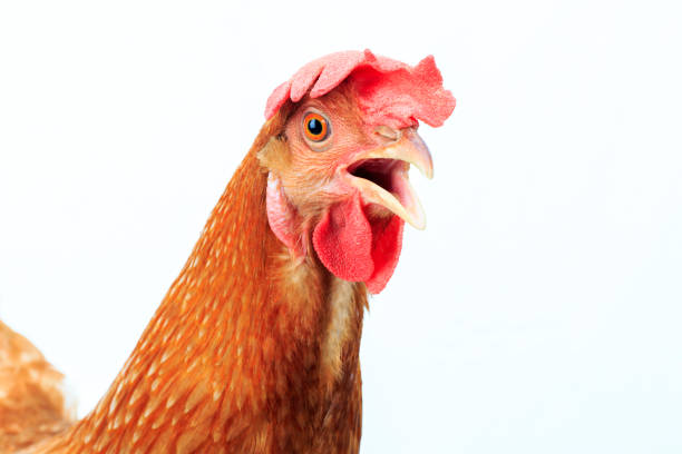 ブラウン チキン ヘッド分離ホワイト バック グラウンドのクローズ アップ - chicken bird close up domestic animals ストックフォトと画像