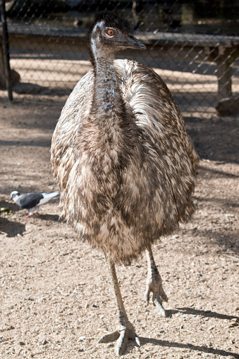 White common ostrich