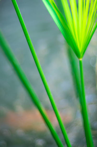 istock Cyperus Umbrella plant and the reflection of light on water surface 1045229364