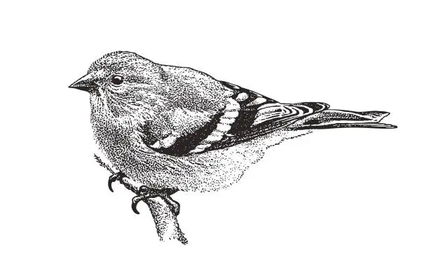 Vector illustration of Mezzotint illustration of an American Goldfinch perching