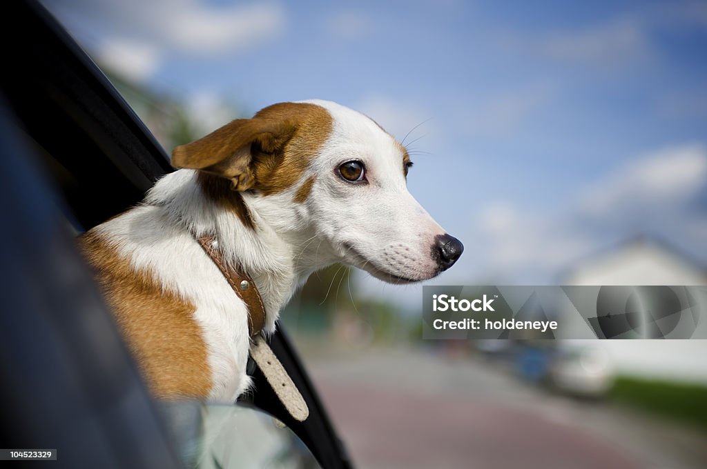 Dog sticking his head out of a car window  Dog Stock Photo