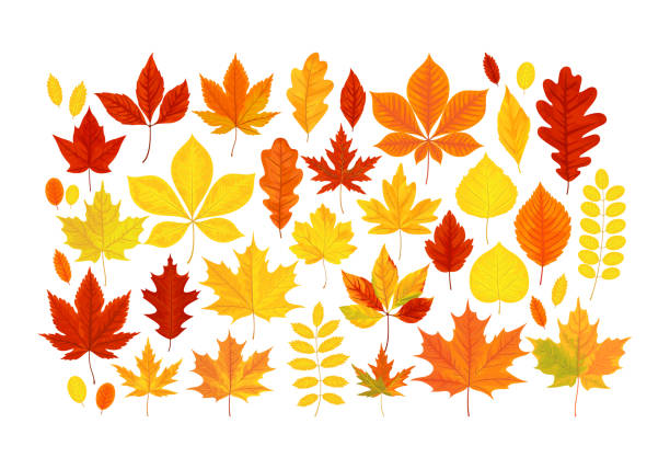 Big set of vector Autumn leaves Vector illustration, big set of bright realistic autumn leaves isolated on a white background birch group gold stock illustrations