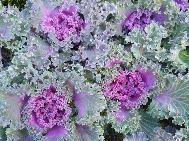 istock the color of a cabbage 1045235300