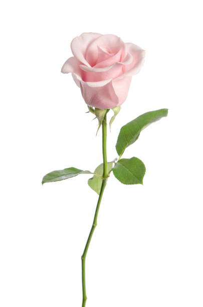 istock single pink rose isolated on white background 1045242696