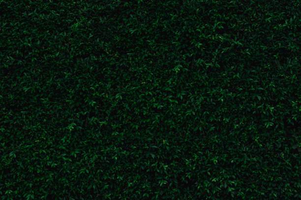 istock Backdrop of green leaves natural wall. 1045254184