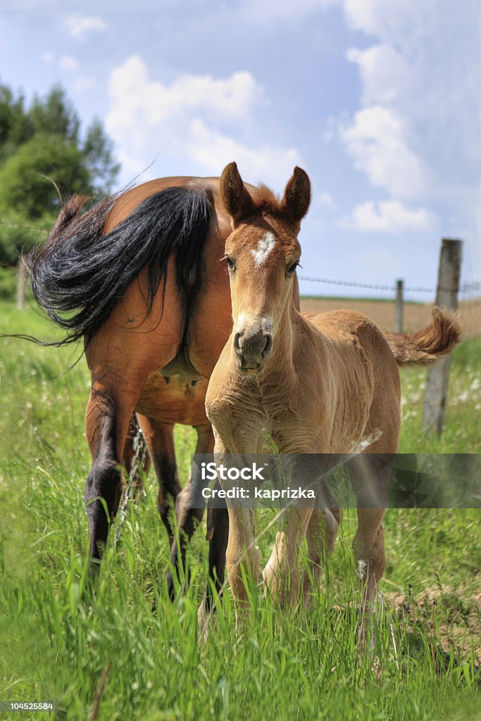 美しい子馬、雌ブラウンの馬 - ウマのロイヤリティフリーストックフォト