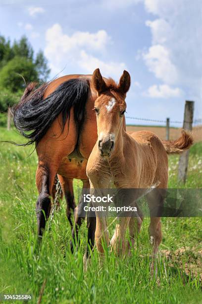 美しい子馬雌ブラウンの馬 - ウマのストックフォトや画像を多数ご用意 - ウマ, カラー画像, 写真