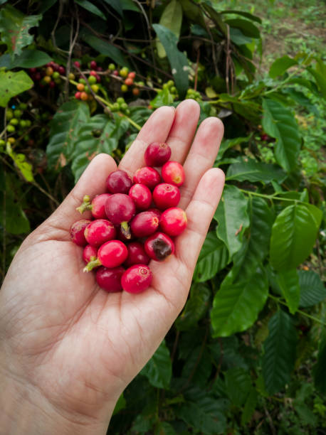 istock many red  coffee beans in hands. At farm. 1045256702