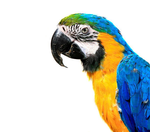 istock Blue-and-yellow Macaw - Ara ararauna of a white background 104526192