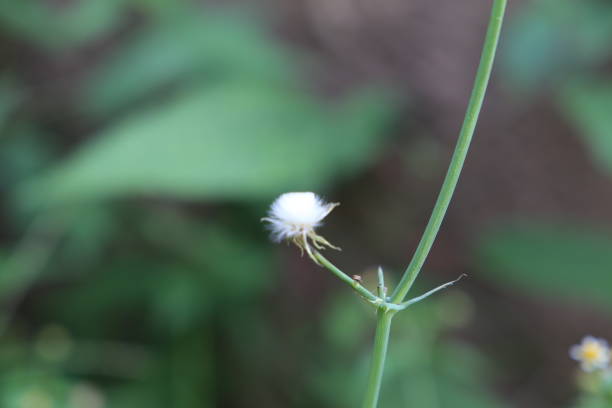 istock The common dandelion in the field 1045262682