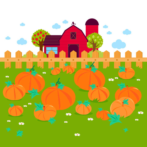 wiejski krajobraz z polem dyniowym i wiejskim gospodarstwem. - pumpkin patch stock illustrations