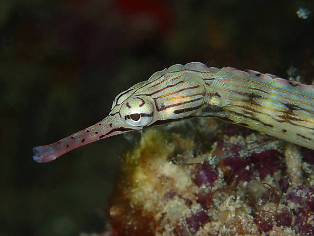 istock Diving in Mabul and Sipadan Island 1045266418