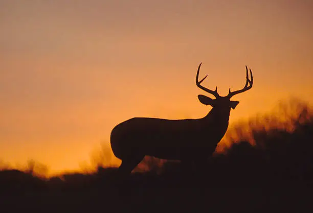 a nice whitetail buck silhouetted in the sunset
