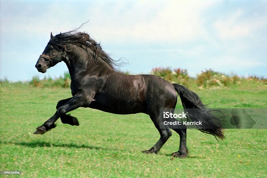 black power-friesian horse Hengst - Lizenzfrei Pferd Stock-Foto