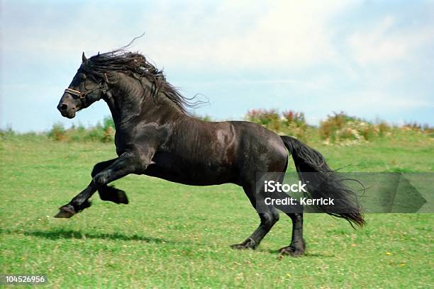 Black Powerfriesian Horse Hengst Stockfoto und mehr Bilder von Pferd - Pferd, Rennen - Körperliche Aktivität, Schwarz - Farbe