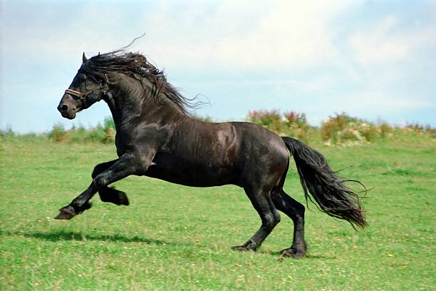 power-friesian negro de caballos, stallion - caballo saltando fotografías e imágenes de stock