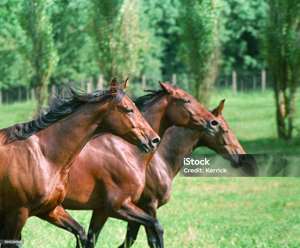 Drei Pferde in trot - Lizenzfrei Agrarbetrieb Stock-Foto