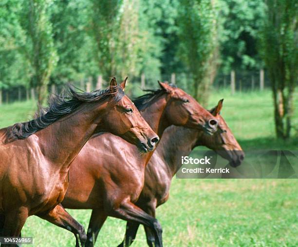 Drei Pferde In Trot Stockfoto und mehr Bilder von Agrarbetrieb - Agrarbetrieb, Bewegung, Braun