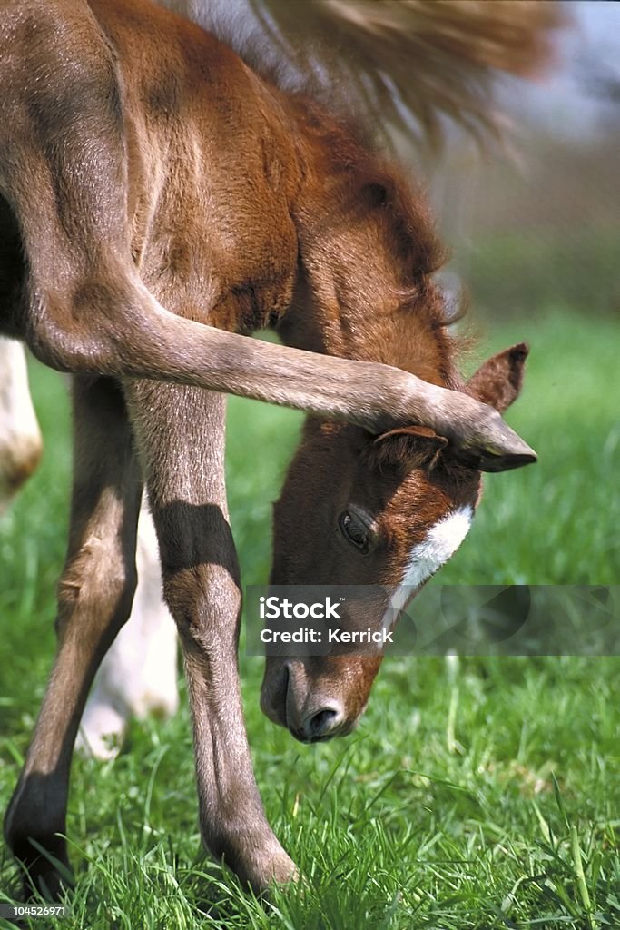 pony-Fohlen hat gute balance Fähigkeiten - Lizenzfrei Kratzen Stock-Foto