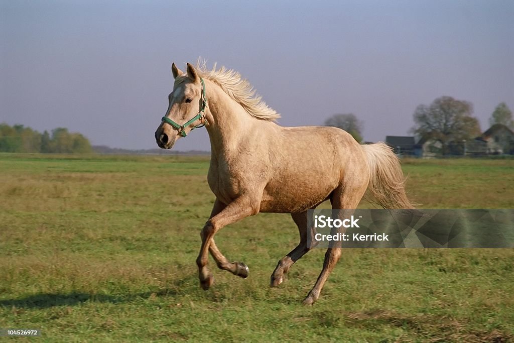 Galloping horse-Palomino am Abend - Lizenzfrei Pferd Stock-Foto