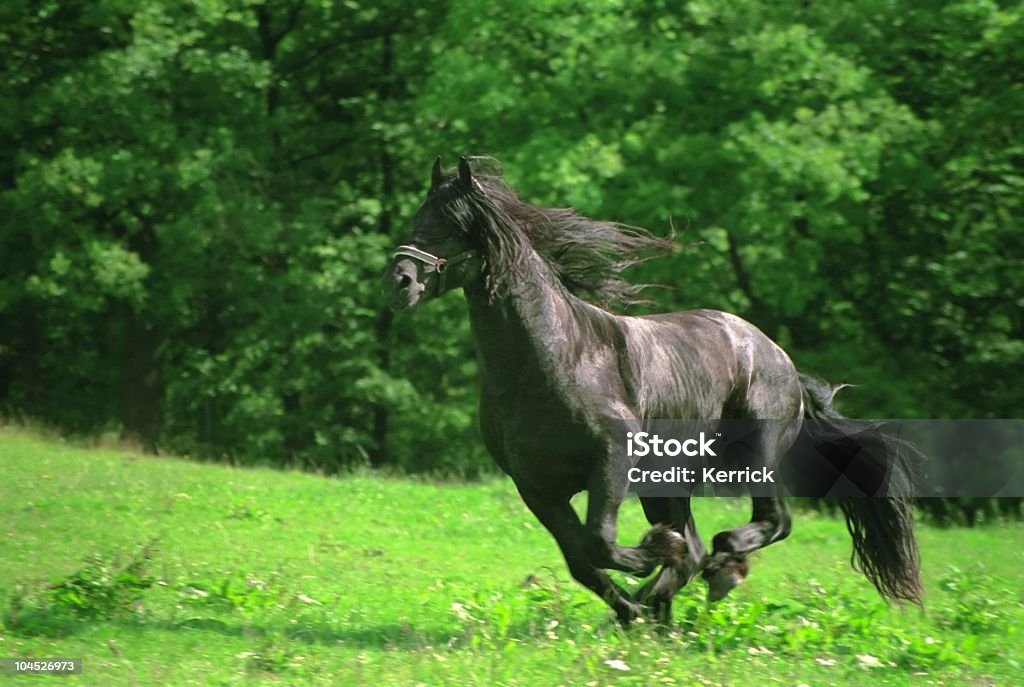 Schwarze friesian galopping Pferd Hengst - Lizenzfrei Pferd Stock-Foto