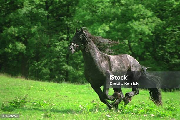 Schwarze Friesian Galopping Pferd Hengst Stockfoto und mehr Bilder von Pferd - Pferd, Schwarz - Farbe, Friesland - Holländische Provinz
