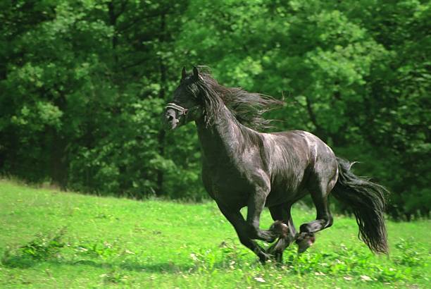 galopping friesian étalon de cheval noir - horse black stallion friesian horse photos et images de collection