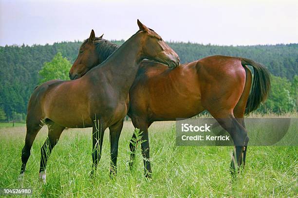 Zwei Braune Pferde Stockfoto und mehr Bilder von Agrarbetrieb - Agrarbetrieb, Domestizierte Tiere, Dorf