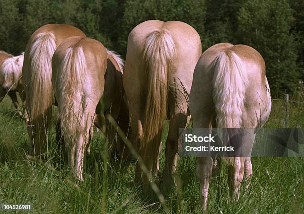 Pferde Mares Und Fohlenrückseite Halfinger Gruppe Stockfoto und mehr Bilder von Hinterteil - Hinterteil, Pferd, Blondes Haar