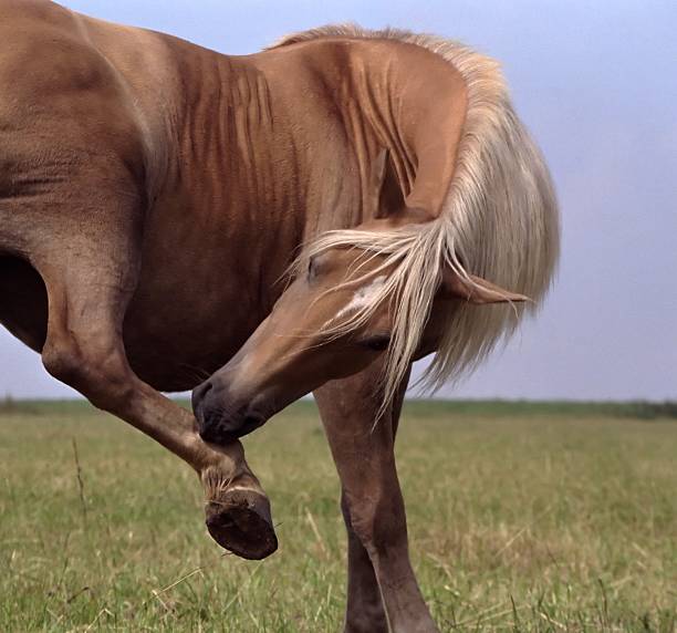 Balance - Haflinger horse snapshot  körperpflege stock pictures, royalty-free photos & images