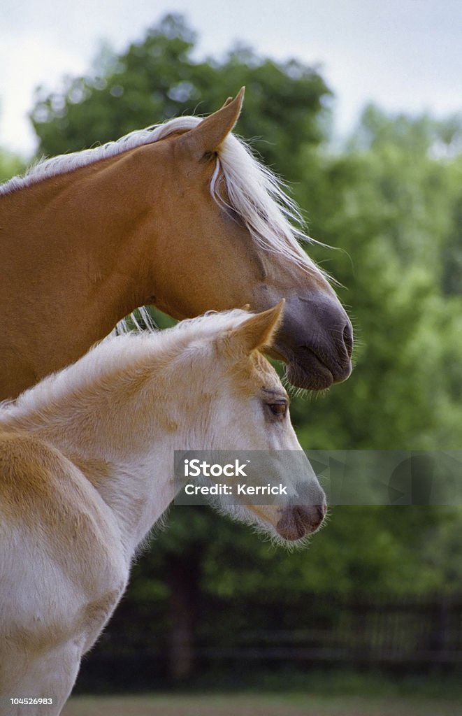 Hagafellsjokull glacier horse-Stute und Fohlen Porträt - Lizenzfrei Blondes Haar Stock-Foto