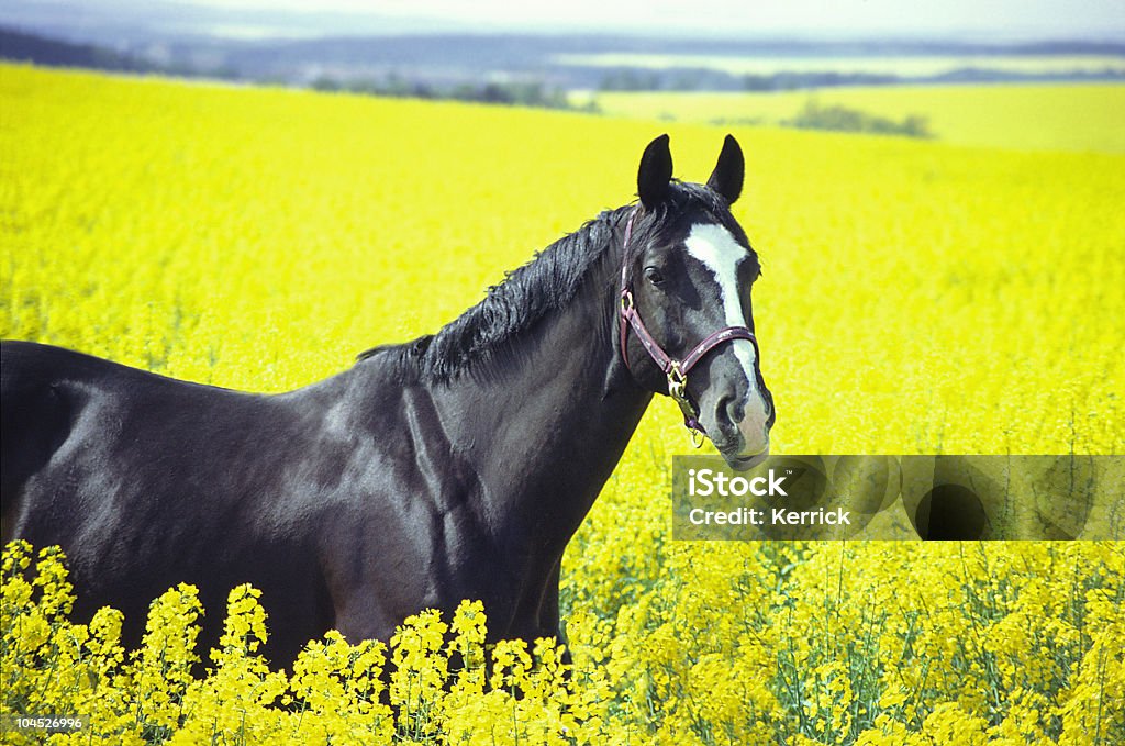 Schwarzes Pferd in der gelben Zone Vergewaltigung - Lizenzfrei Pferd Stock-Foto
