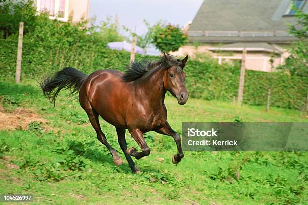 Galloping Braunes Pferd Stockfoto und mehr Bilder von Einzelnes Tier - Einzelnes Tier, Pferd, Rennen - Körperliche Aktivität