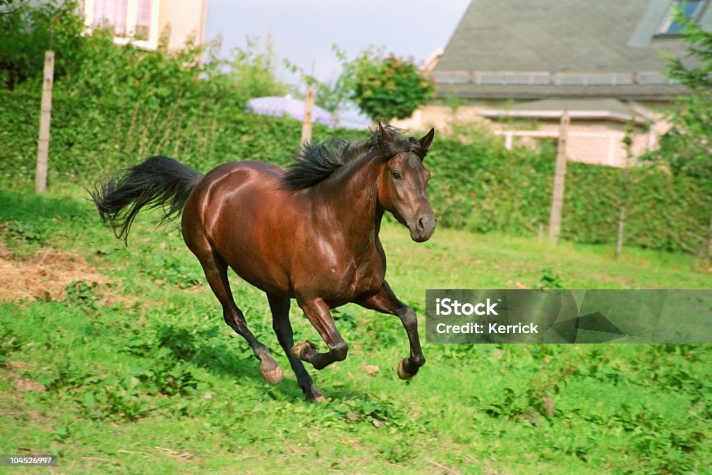 brown horse galloping - Foto de stock de Caballo - Familia del caballo libre de derechos