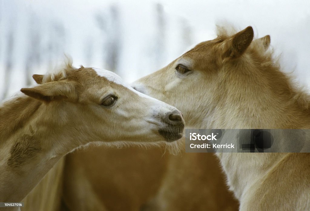 Hagafellsjokull glacier horse Foam Hand spielen - Lizenzfrei Braun Stock-Foto