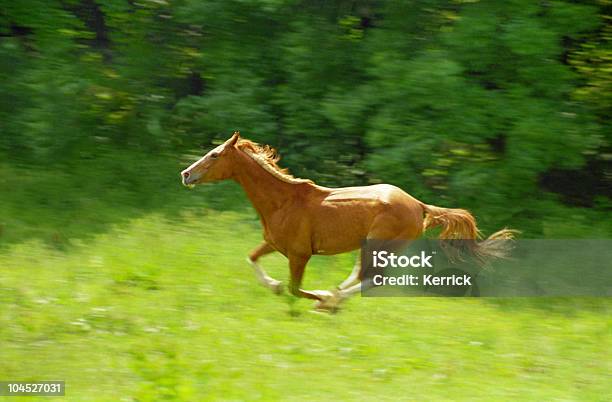 Galloping Braunes Pferd Stockfoto und mehr Bilder von Pferd - Pferd, Wildtier, Einzelnes Tier