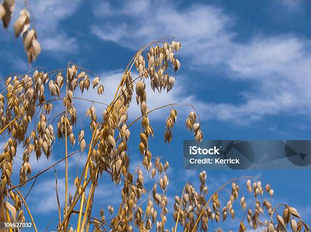 Haferavena Sativa Stockfoto und mehr Bilder von Agrarbetrieb - Agrarbetrieb, August, Blau