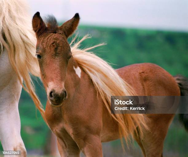 Ponyfohlen Und Marepferden Stockfoto und mehr Bilder von Farbbild - Farbbild, Fohlen, Fotografie