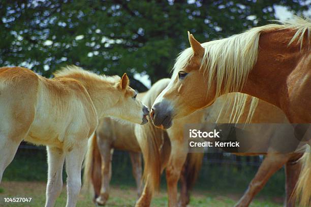 Hagafellsjokull Glacier Horse Fohlen Und Hengstsprechen Wir Darüber Stockfoto und mehr Bilder von Farbbild