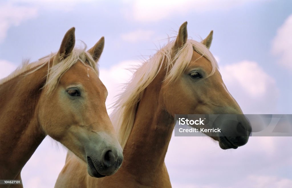 Zwei Jungen hagafellsjokull glacier horse stallions - Lizenzfrei Agrarbetrieb Stock-Foto